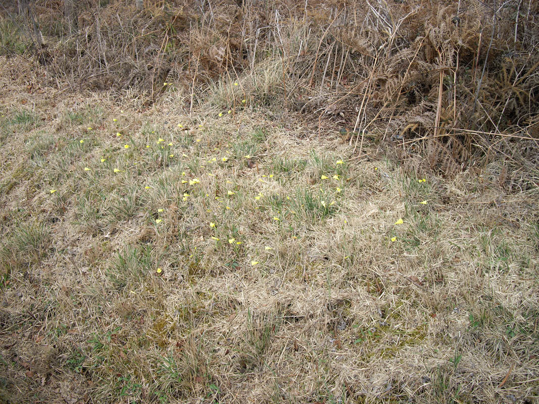 Narcissus bulbocodium photo